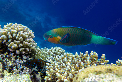 Parrot fish (Scarus frenatus), close up in Red sea