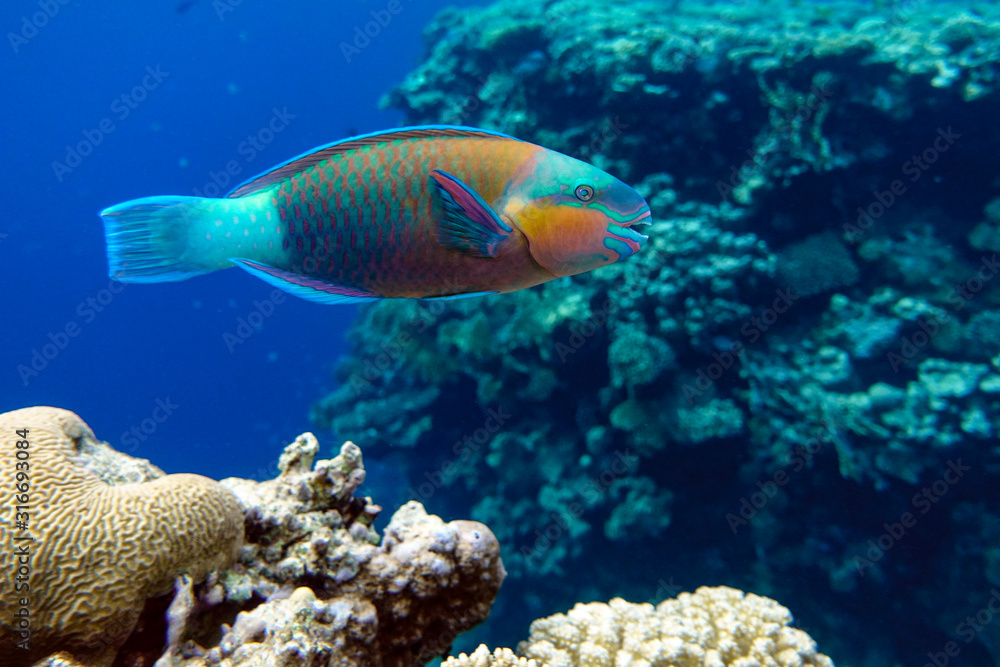 Parrot fish (Scarus frenatus), close up in Red sea Parrot fish (Scarus frenatus), close up in Red sea