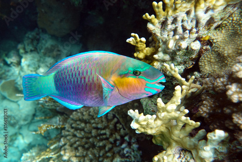 Parrot fish (Scarus frenatus), close up in Red sea © mirecca