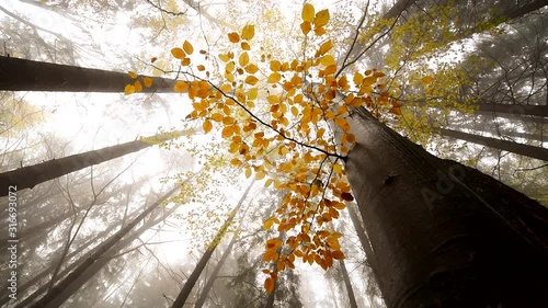 A view from below on a beautiful autumn magic tree in a forest.