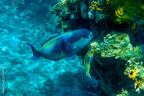 Parrot fish (Scarus frenatus), close up in Red sea © mirecca
