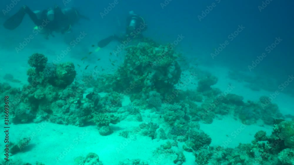 Scuba divers swimming underwater Scuba divers swimming underwater