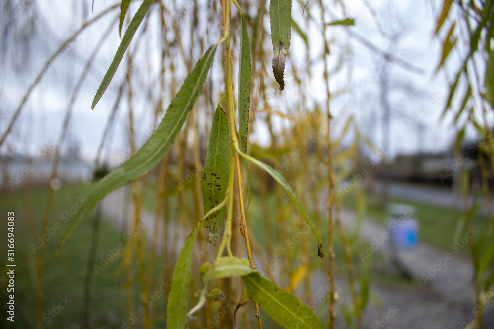 Fototapeta premium low hanging branches wit yellow-green leafs
