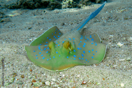 Blue - spotted stingray in Red sea, close up