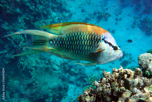 Beautiful fish under the sea - close up, Red sea Egypt © mirecca