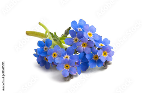forget-me-not flowers isolated photo