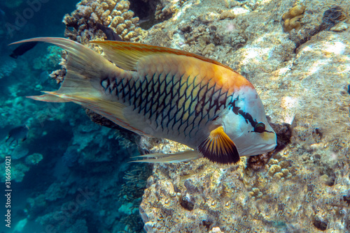 Beautiful fish under the sea - close up, Red sea Egypt