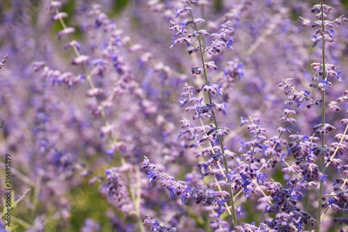 purple wild flowers close up