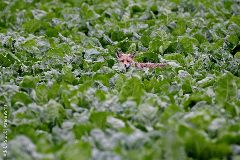 fox in a beet field