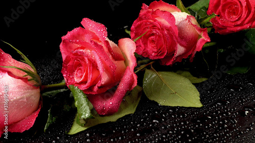 Buds of garden roses of red color laid out in a row on a black background with drops of water