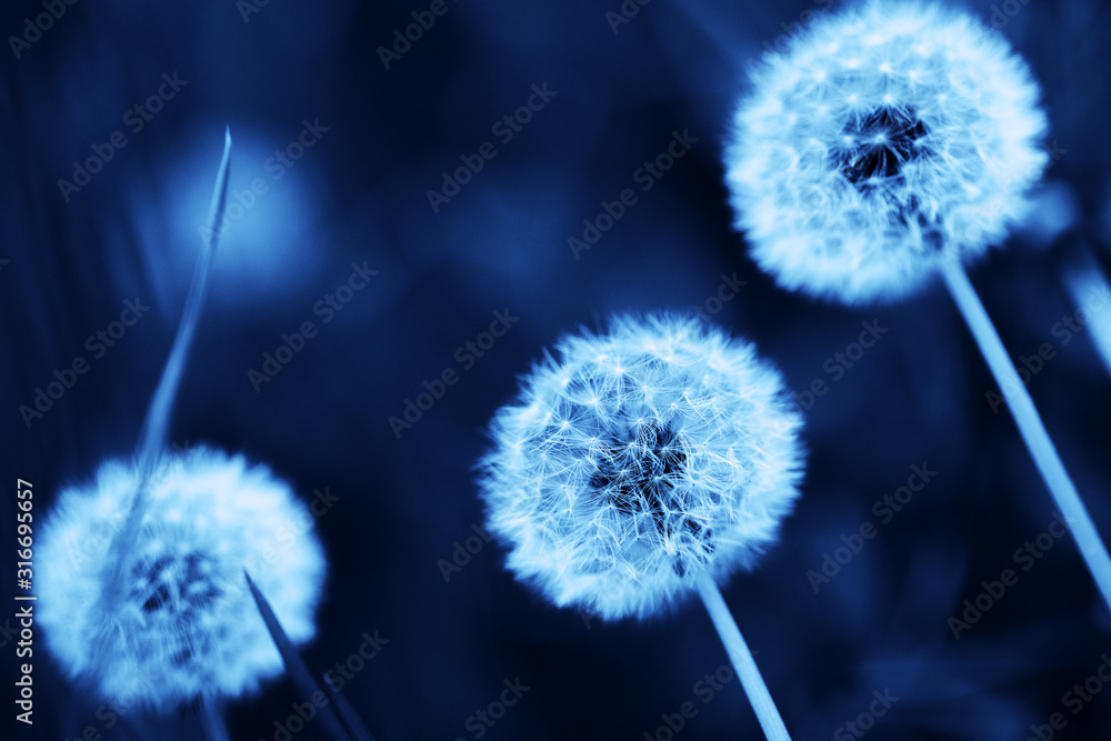 Top view Dandelion flying on green background  minimalistic background. backdrop concept.  Web banner, greeting card idea. Concept color of Year 2020