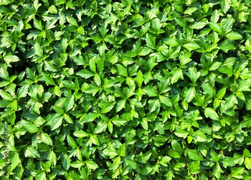 Picture of green plants wallpaper, backdrop
