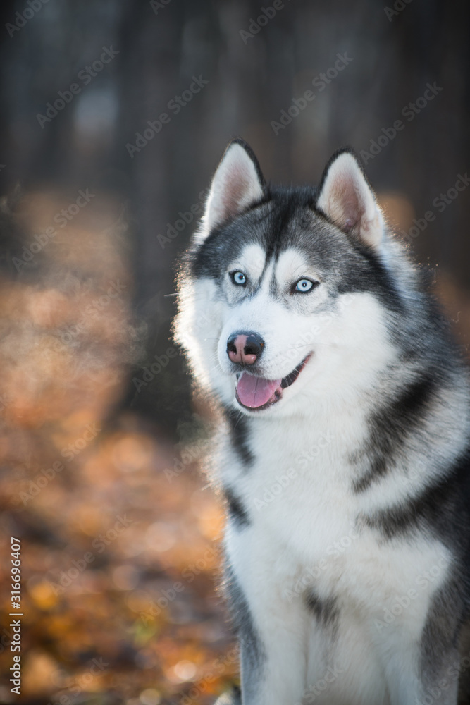 Husky dog in the autumn forest, portrait