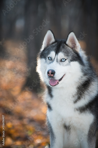 Husky dog in the autumn forest  portrait