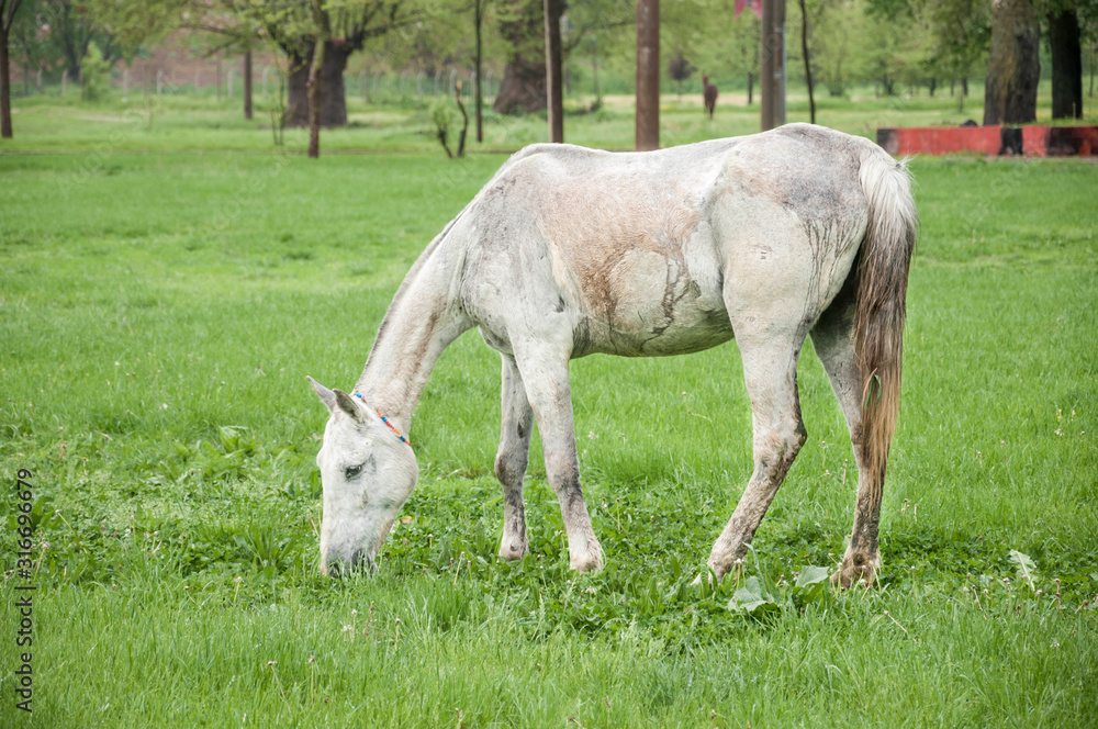 Obraz premium white horse feeding on meadow