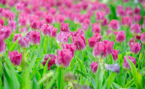 Tulips flower in the garden 