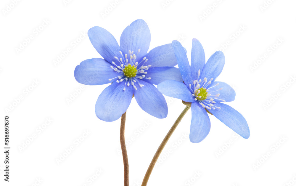 Hepatica nobilis Hepatica nobilis