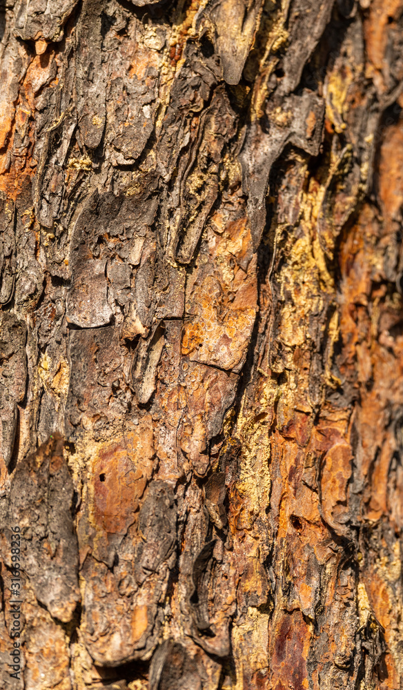 texture of pine tree bark