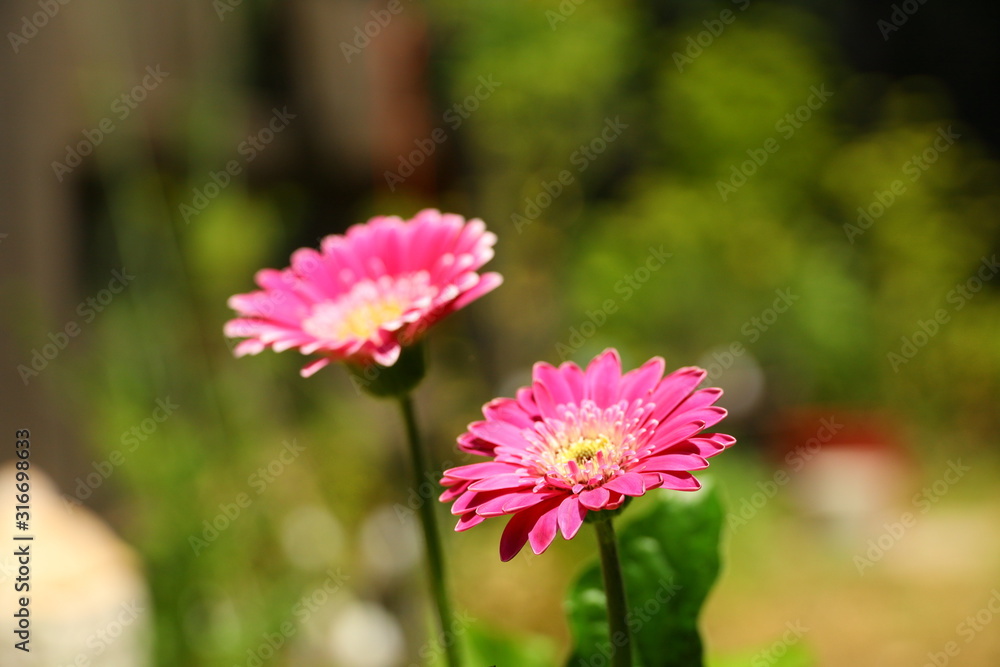 Obraz premium pink flowers close up and burred green background