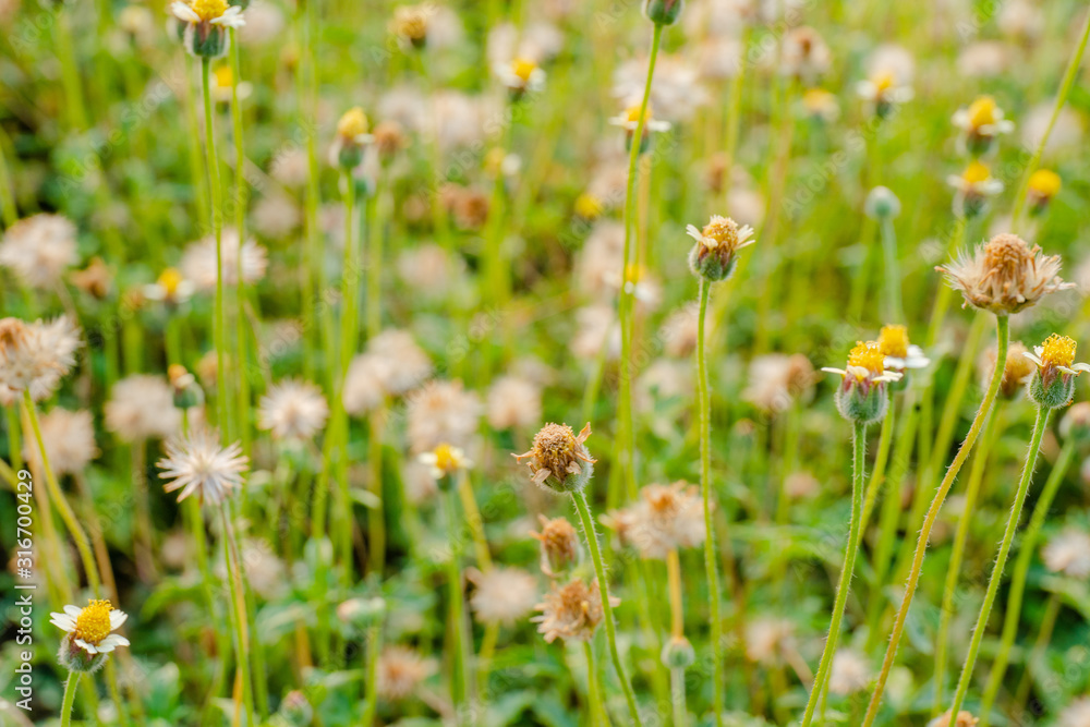 grass flower beside near road grass flower beside near road