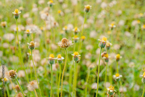 grass flower beside near road