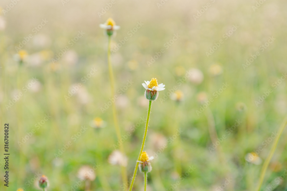 grass flower beside near road grass flower beside near road