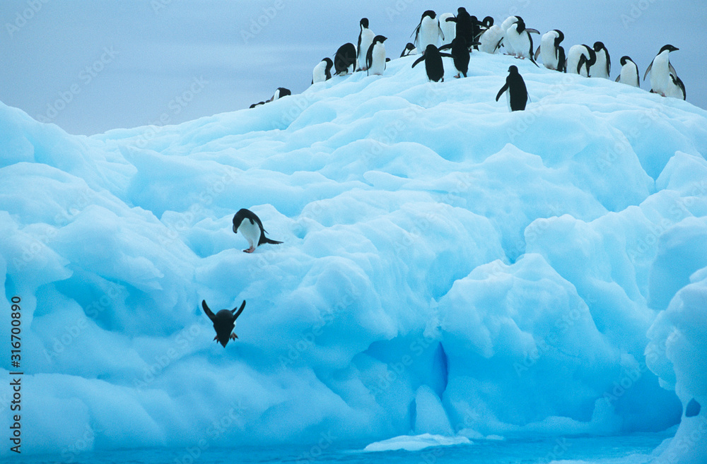 Fototapeta premium Penguins on iceberg