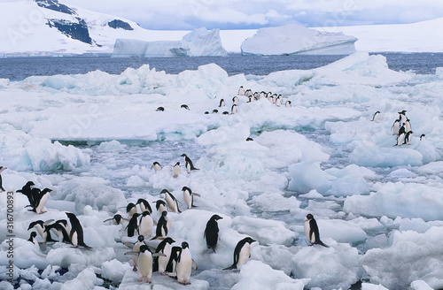 Penguins on ice flows