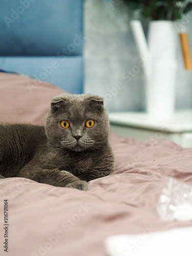 A Scottish lop-eared grey cat lies on the bed on the sheets, behind a beautiful vase of flowers and curtains © KseniaJoyg