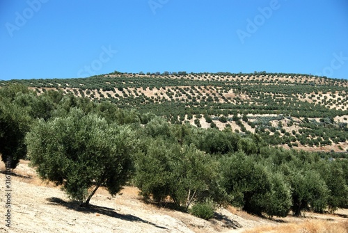 View of the olive groves in the countryside around Baeza, Spain.