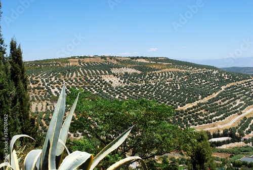 Elevated view of olive groves seen from Plaza Santa Lucia, Ubeda, Spain.