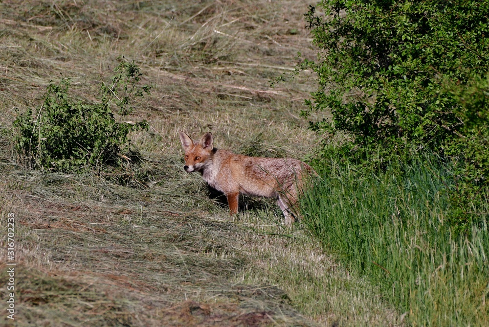 fox in a field fox in a field