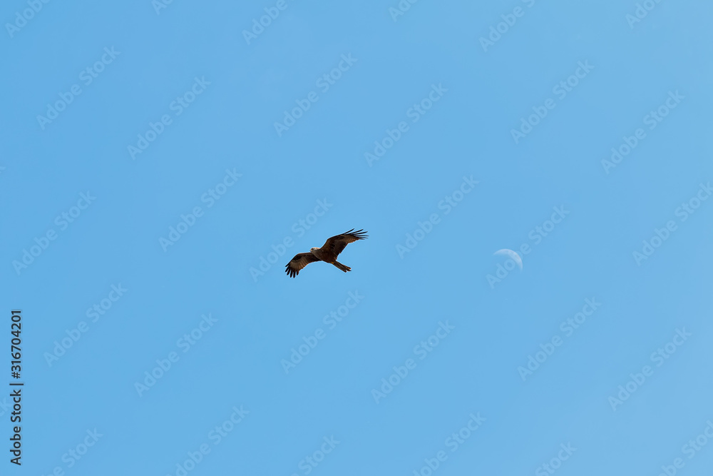 Kite flying against a blue sky. On the background of the moon