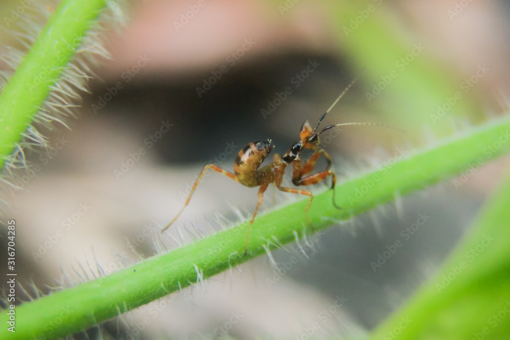 Fototapeta premium photo of praying mantis on a leaf