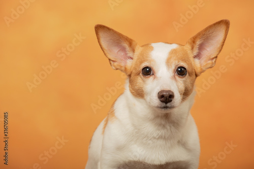 jack russell terrier