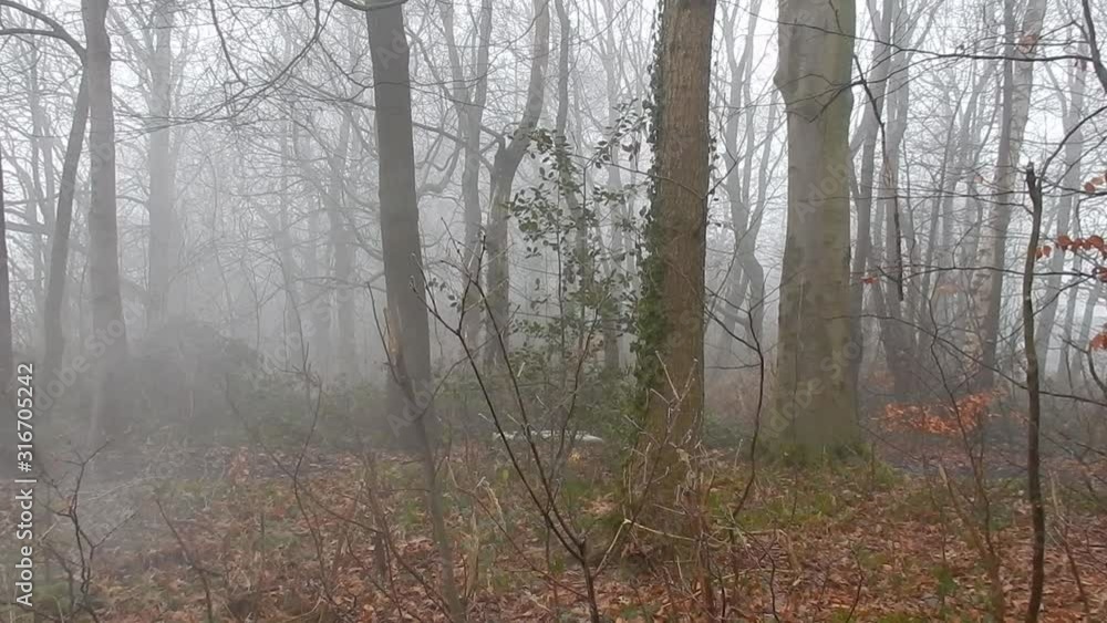 Moody battle woodland forest trees in dense thick misty atmospheric dense smoke. Moody battle woodland forest trees in dense thick misty atmospheric dense smoke.