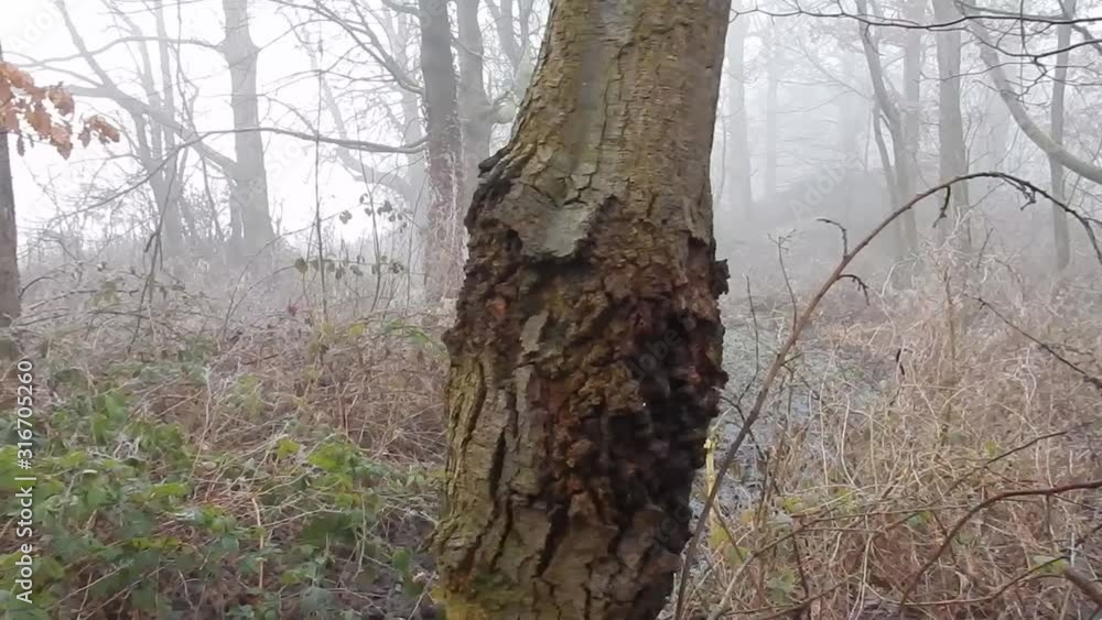 Peaceful bare woodland forest trees in dense thick misty magical atmospheric fog. Peaceful bare woodland forest trees in dense thick misty magical atmospheric fog.