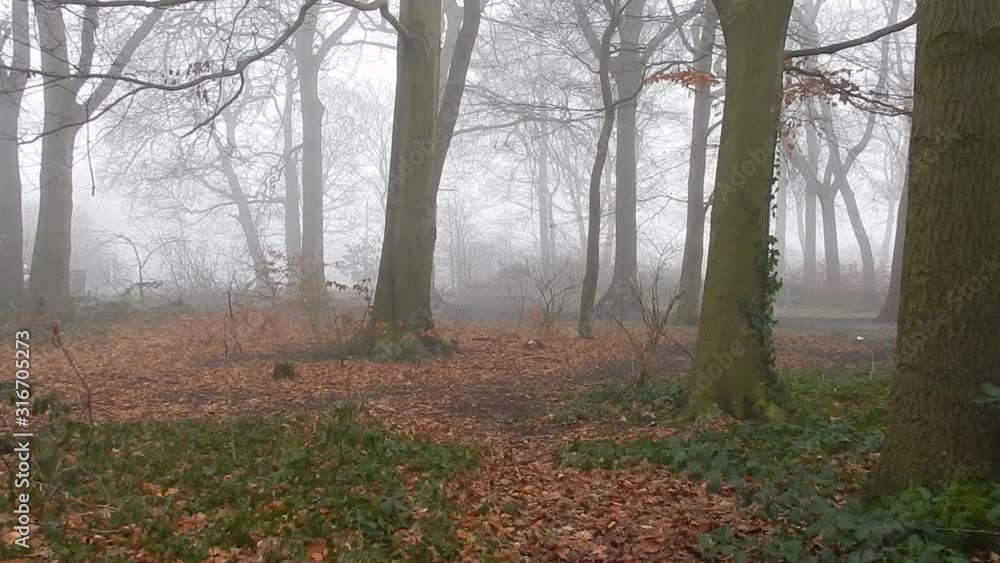 Enchanted magical woodland forest trees in dense thick misty atmospheric fog. Enchanted magical woodland forest trees in dense thick misty atmospheric fog.