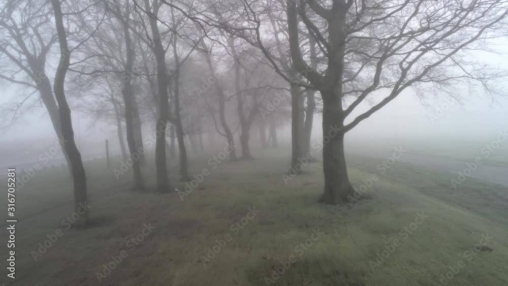 Fairy tale enchanted woodland forest moving through trees branches in dense thick misty atmospheric fog. Fairy tale enchanted woodland forest moving through trees branches in dense thick misty atmospheric fog.