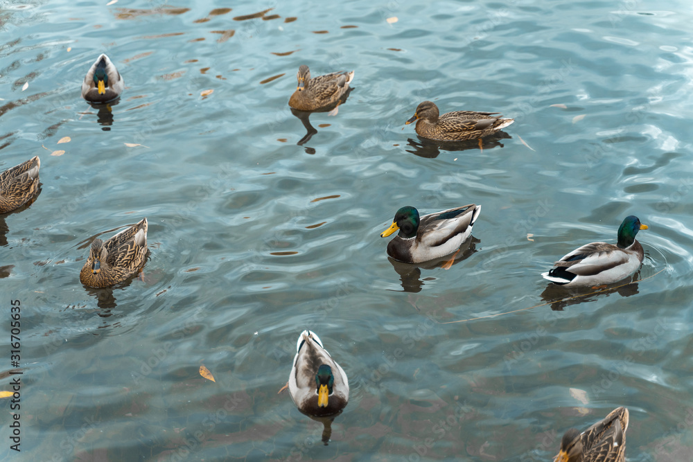 a flock of ducks swim in the pond a flock of ducks swim in the pond
