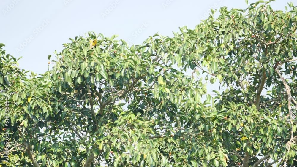 Male Great hornbill (Buceros bicornis) foraging on the banyan tree fruit in the forest In the morning sunshine at Khao Yai National Park Thailand Asia. Slow Motion Male Great hornbill (Buceros bicornis) foraging on the banyan tree fruit in the forest In the morning sunshine at Khao Yai National Park Thailand Asia. Slow Motion