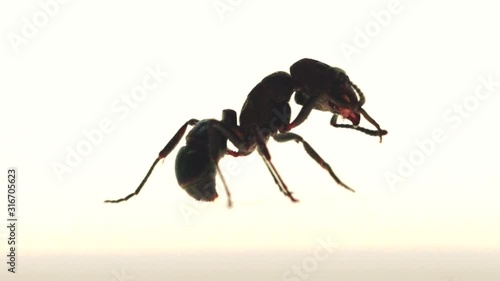 Greenhead ant cleaning herself, it is filmed for documentary or commercial film. This ant is native to Australia also called Rhytidoponera metallica or R. Metallica photo
