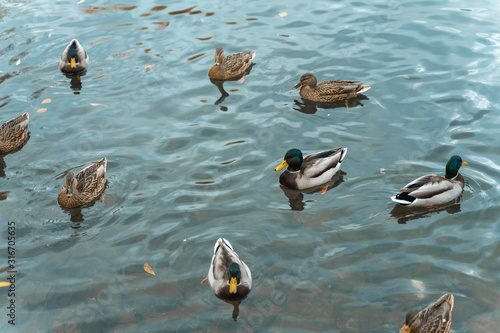 a flock of ducks swim in the pond
