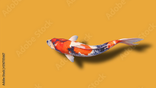 Photography Goldfish, koi fish on an orange background.