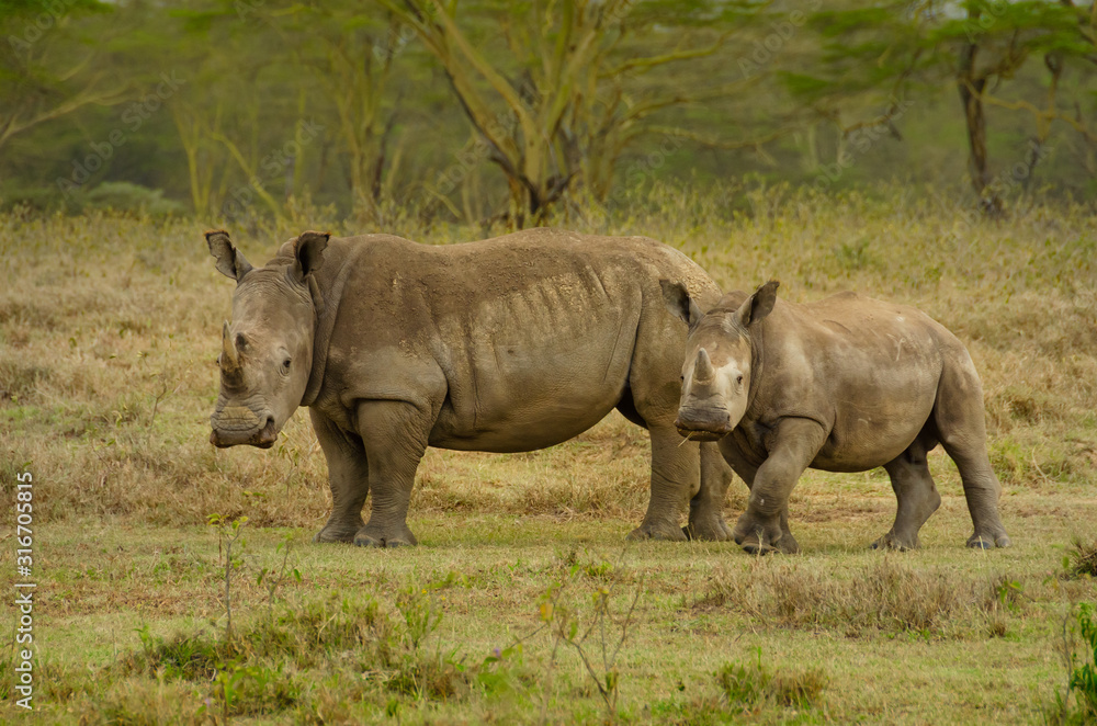 Obraz premium Africa, Kenya, Safari, big rhinoceros with a baby in the jungle, chewing grass.