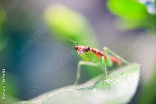 photo of praying mantis on a leaf © arif saifuloh