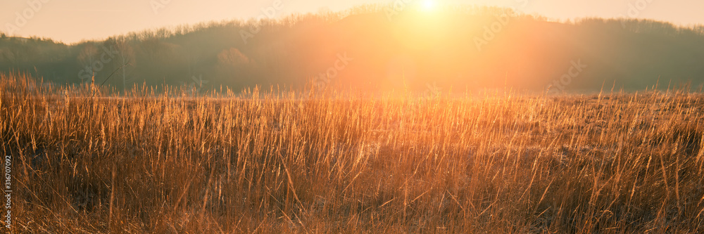 Sunny morning on the meadow at sunrise. Web banner.
