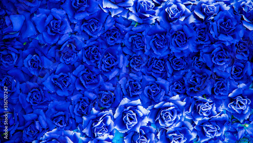abstract blue background,Blue rose for texture background. © Hide_Studio