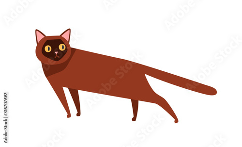 Burmese cat breed flat vector illustration