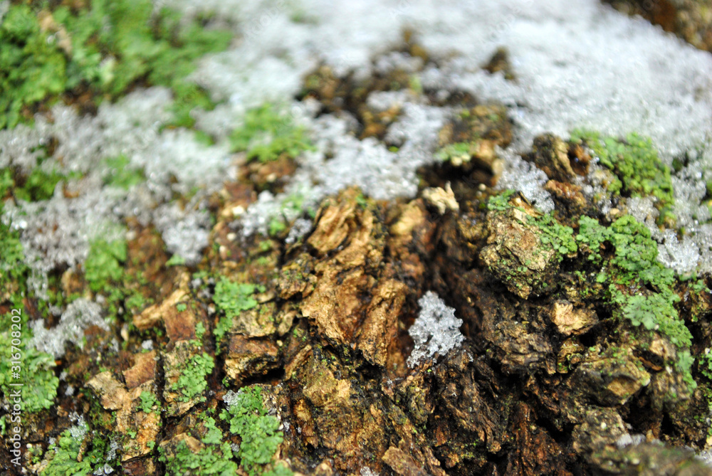Obraz premium Green moss on tree bark with snow, soft blurry natural organic background